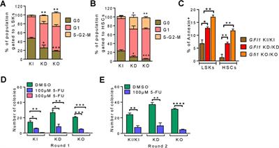 Dose-dependent effect of GFI1 expression in the reconstitution and the differentiation capacity of HSCs